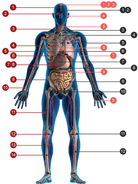 Clinical studies
